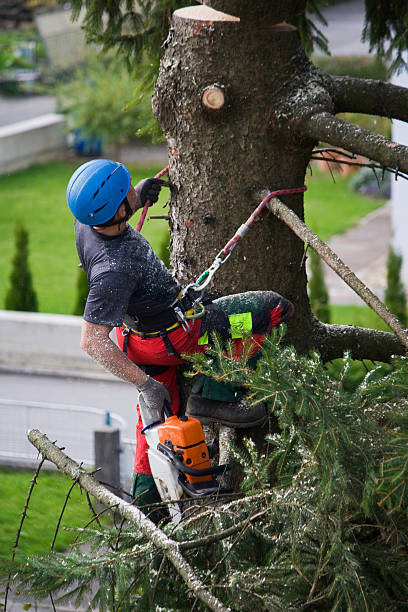 Professional Tree Services in Chicago, IL